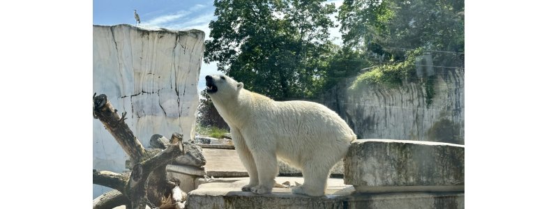 eisbaer-charlotte-zoo-karlsruhe-mai-2023-myh-43-1280x720